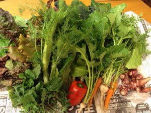 健康長寿大作戦　オルトアサマさんの新鮮野菜