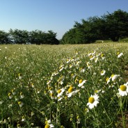 カミツレの里 安寿恵荘（長野県池田町）